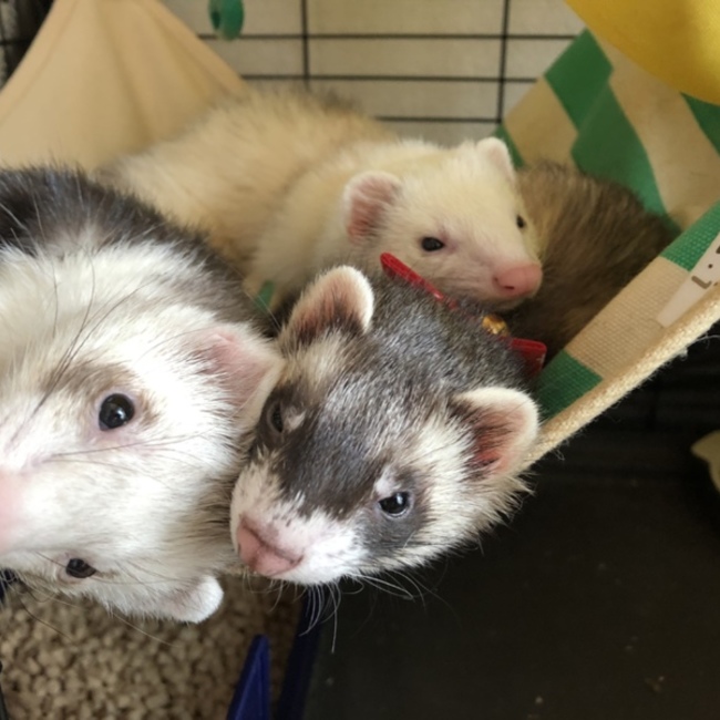 おいまこのカバー写真