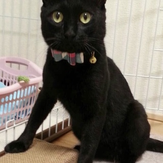 とっても甘えん坊でブラッシング大好き♡ゴンくん