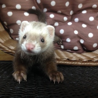 里親募集 生後3ヶ月の人懐こいフェレット♂です