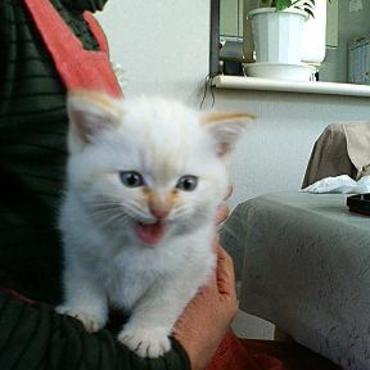 小さかった頃のミーちゃん。まだお留守番ができないので知人宅に預けたときの頃です♪