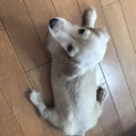 ミニチュアダックス子犬。写追加しました