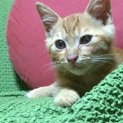 イケメン、わんぱく茶トラ男子、里親さん募集‼️