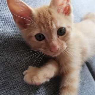 2ヵ月★人懐っこく甘えん坊です！