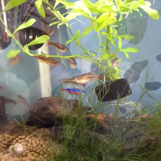 熱帯魚、飼育セットもらってください