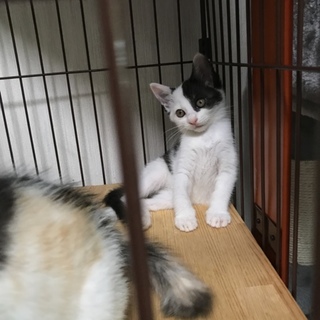 かわいい仔猫兄弟