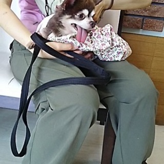 ケセラセラ…な、チワじい。甘え上手です