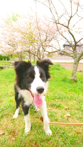 齊藤みお