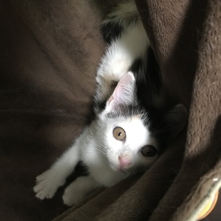 懐っこいおかっぱパステル三毛ちゃん