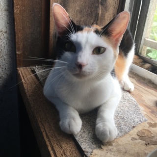 ちょっと臆病だけど可愛い三毛猫はなちゃんです❤