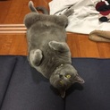 ロシアンブルーの猫です