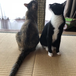 「見上げる2匹・・・そして脚黒猫 リターンズ」サムネイル1