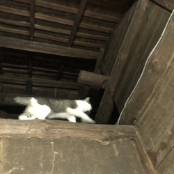 「見上げる2匹・・・そして脚黒猫 リターンズ」サムネイル2