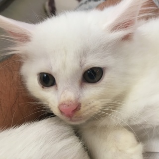 【ふわもこ　白ねこ】　ゆうくん、あいちゃん