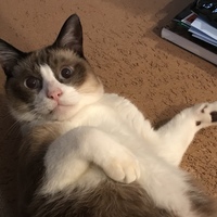 シャム