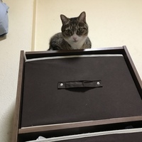 越後屋