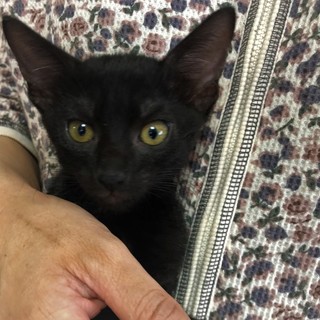 超甘えん坊きょうだい❤ ①黒の女の子