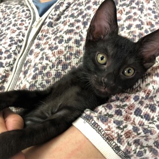 超甘えん坊きょうだい❤ ②黒の男の子