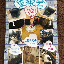 横浜 上星川 保護子猫 譲渡会