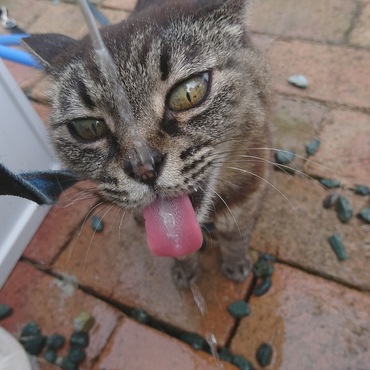お外のお水がダイスキ。