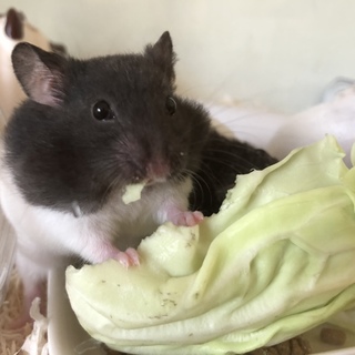 ゴールデンハムスターの子ハムの里親さん募集