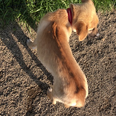 怖いと背中の毛が立つレオくん。笑