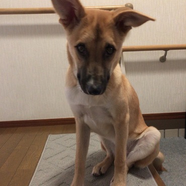 シェパードの様になってきました。