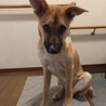 シェパードの様になってきました。
