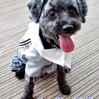 トイプードルのイアン君　里親募集中！