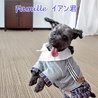 トイプードルのイアン君　里親募集中！ サムネイル7