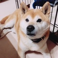 銀狼