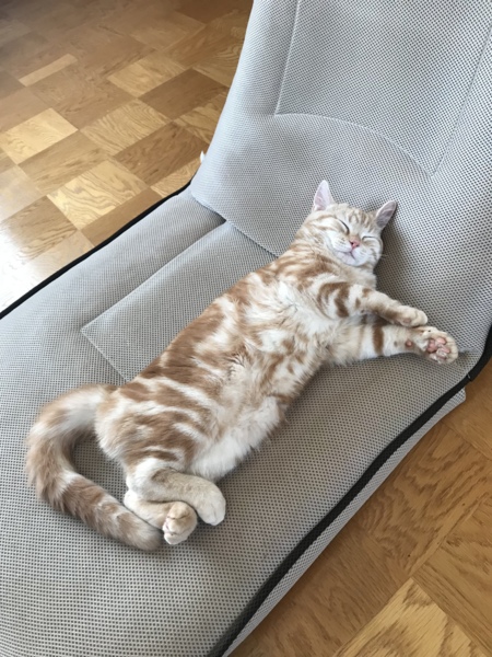 預かりアメショ レッドタビー 新潟県 猫の里親募集 ペットのおうち 月間利用者150万人 預かりアメショ レッドタビー 新潟県 猫の里親募集 ペットのおうち 月間利用者150万人