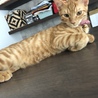 むぎ