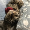 の写真