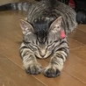 の写真
