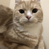 猫飯屋