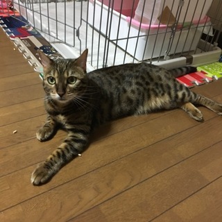 可愛いベンガルの女の子