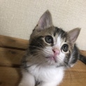 ＊縞三毛  珍種⁉︎＊ 末松くん 