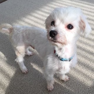 トライアル中です【No6】マルチーズの男の子！