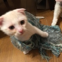 純血のスコティッシュの子猫