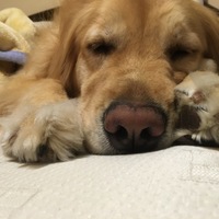 モアナ