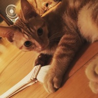 ヌテラ