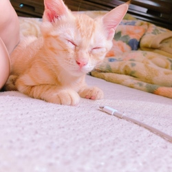 新しい家族が増えました！