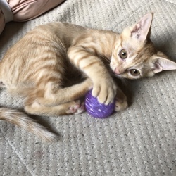 「新しい家族が増えました！」サムネイル2