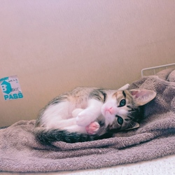 「新しい家族が増えました！」サムネイル3