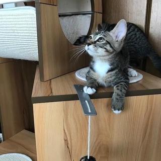 ほぼキジトラ 男の子　天馬