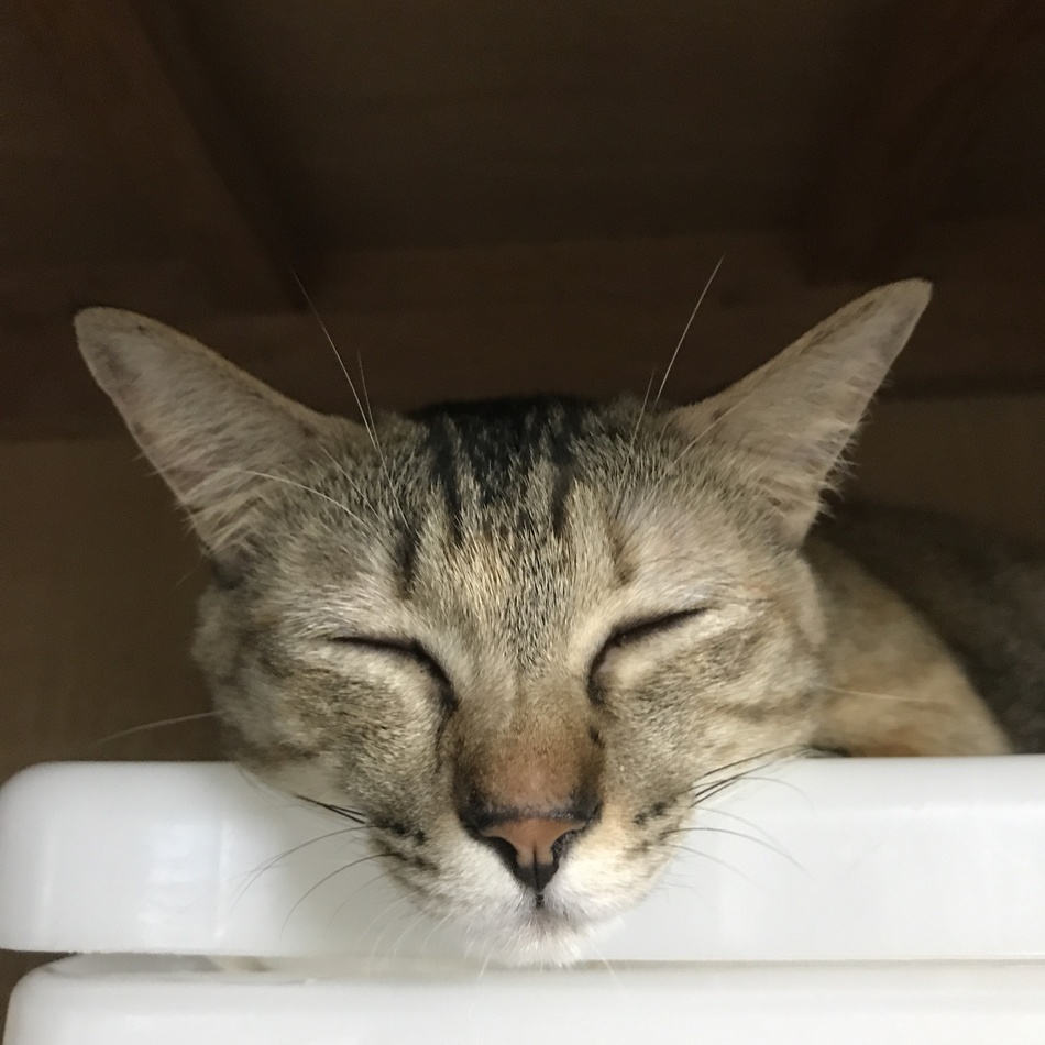 ルナのカバー写真