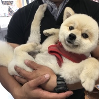 アトム