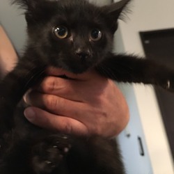 7月21日(土)に愛知県豊川市で譲渡会！ サムネイル2