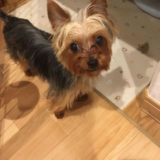 小さめヨーキー♂対応中につき募集停止中