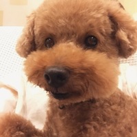 モカ
